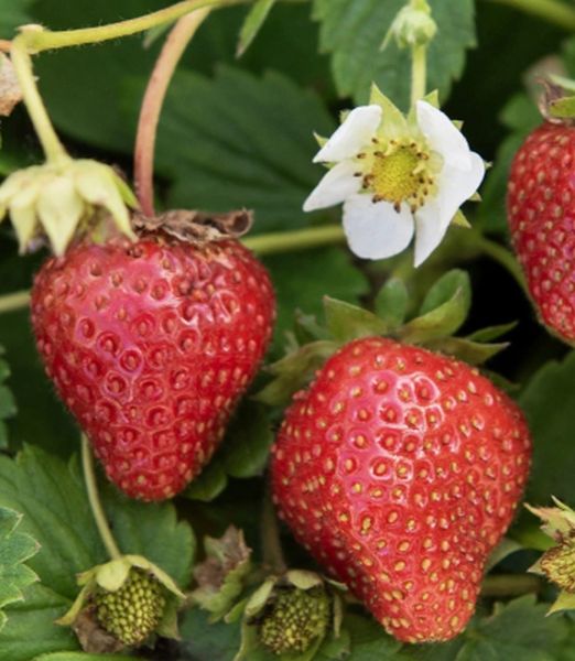 Fragaria x ananassa 'Loran F1'